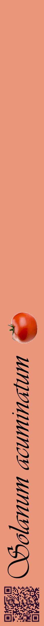 Étiquette de : Solanum acuminatum - format a - style noire37viv avec qrcode et comestibilité simplifiée