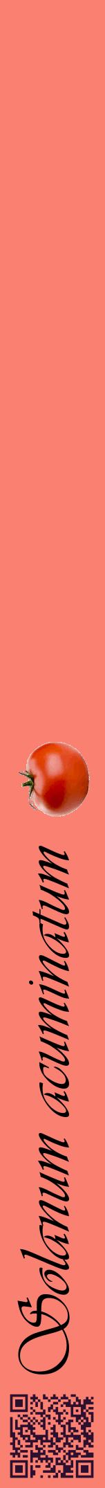 Étiquette de : Solanum acuminatum - format a - style noire38viv avec qrcode et comestibilité simplifiée
