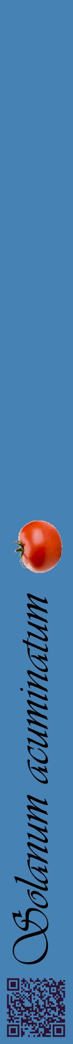 Étiquette de : Solanum acuminatum - format a - style noire5viv avec qrcode et comestibilité simplifiée