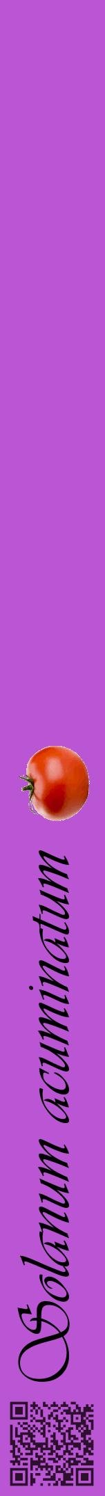 Étiquette de : Solanum acuminatum - format a - style noire50viv avec qrcode et comestibilité simplifiée