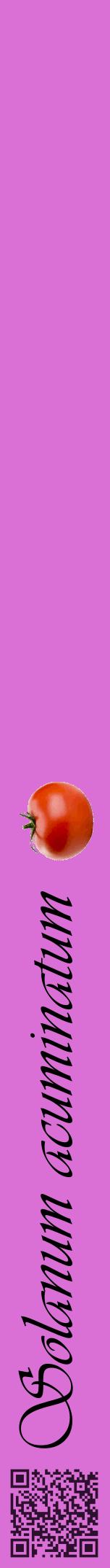 Étiquette de : Solanum acuminatum - format a - style noire52viv avec qrcode et comestibilité simplifiée