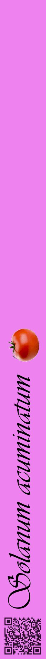 Étiquette de : Solanum acuminatum - format a - style noire53viv avec qrcode et comestibilité simplifiée