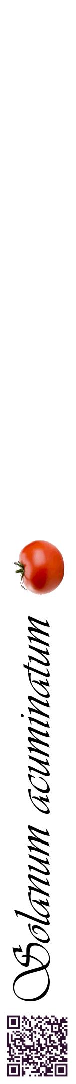 Étiquette de : Solanum acuminatum - format a - style noire60viv avec qrcode et comestibilité simplifiée