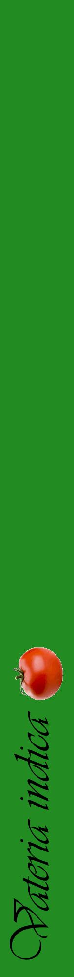 Étiquette de : Vateria indica - format a - style noire10viv avec comestibilité simplifiée