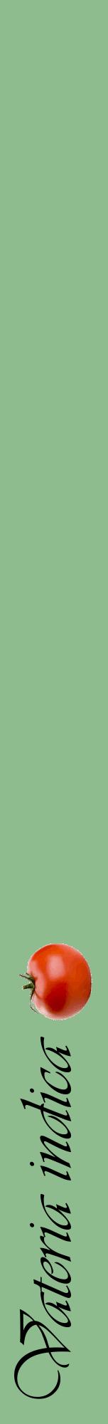 Étiquette de : Vateria indica - format a - style noire13viv avec comestibilité simplifiée