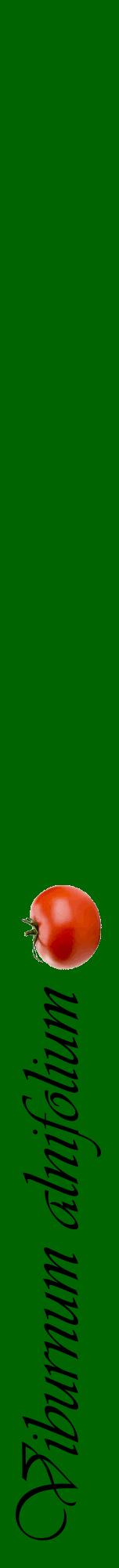 Étiquette de : Viburnum alnifolium - format a - style noire8viv avec comestibilité simplifiée