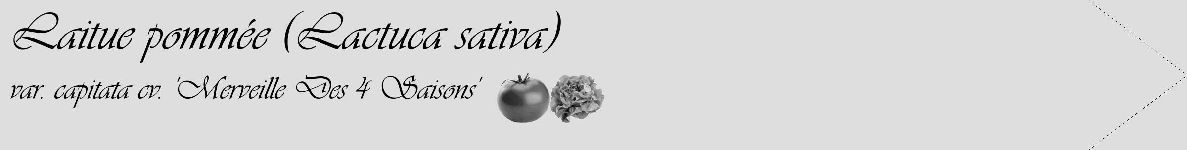 Étiquette de : Lactuca sativa var. capitata cv. 'Merveille Des 4 Saisons' - format c - style noire20_simple_simpleviv avec comestibilité simplifiée