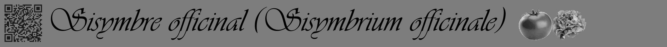 Étiquette de : Sisymbrium officinale - format a - style noire35viv avec qrcode et comestibilité simplifiée