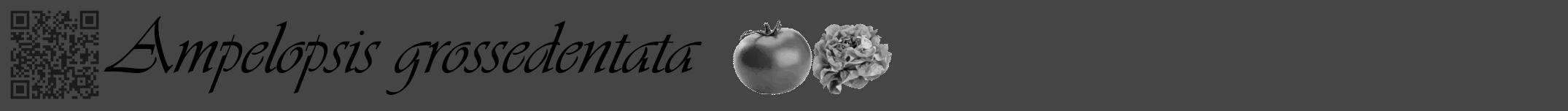 Étiquette de : Ampelopsis grossedentata - format a - style noire58viv avec qrcode et comestibilité simplifiée