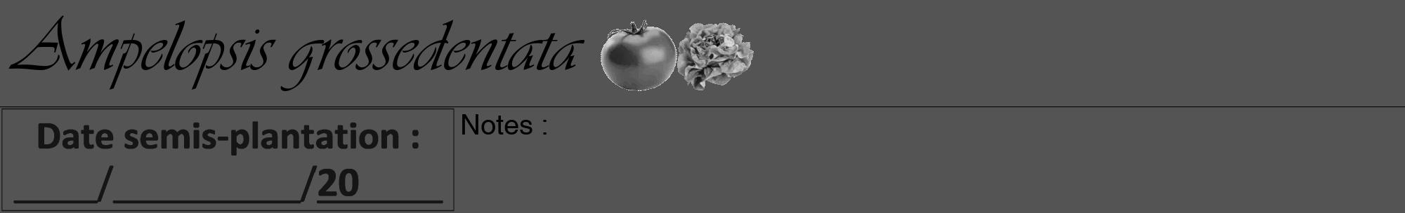 Étiquette de : Ampelopsis grossedentata - format a - style noire30viv avec comestibilité simplifiée