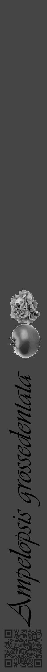 Étiquette de : Ampelopsis grossedentata - format a - style noire58viv avec qrcode et comestibilité simplifiée - position verticale