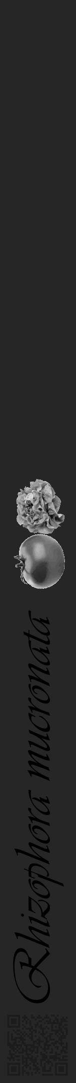 Étiquette de : Rhizophora mucronata - format a - style noire29basiqueviv avec qrcode et comestibilité simplifiée - position verticale