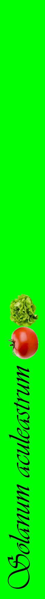 Étiquette de : Solanum aculeastrum - format a - style noire16viv avec comestibilité simplifiée