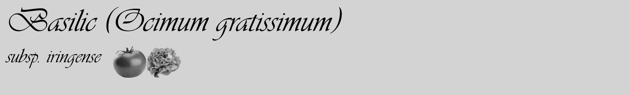 Étiquette de : Ocimum gratissimum subsp. iringense - format c - style noire56_basique_basiqueviv avec comestibilité simplifiée