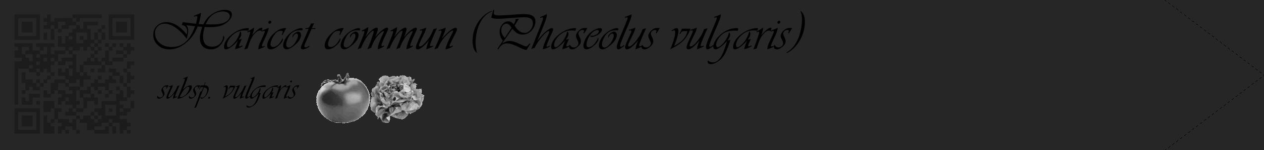 Étiquette de : Phaseolus vulgaris subsp. vulgaris - format c - style noire29simple_basique_basiqueviv avec qrcode et comestibilité simplifiée