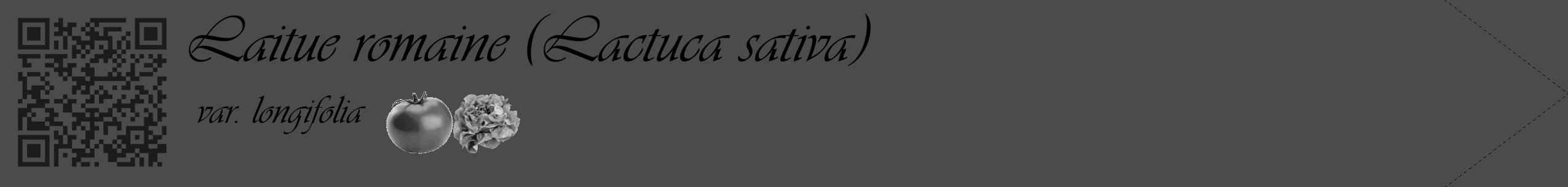 Étiquette de : Lactuca sativa var. longifolia - format c - style noire9simple_basique_basiqueviv avec qrcode et comestibilité simplifiée