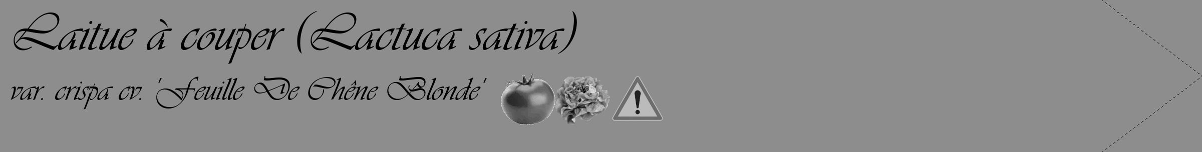 Étiquette de : Lactuca sativa var. crispa cv. 'Feuille De Chêne Blonde' - format c - style noire2_simple_simpleviv avec comestibilité simplifiée