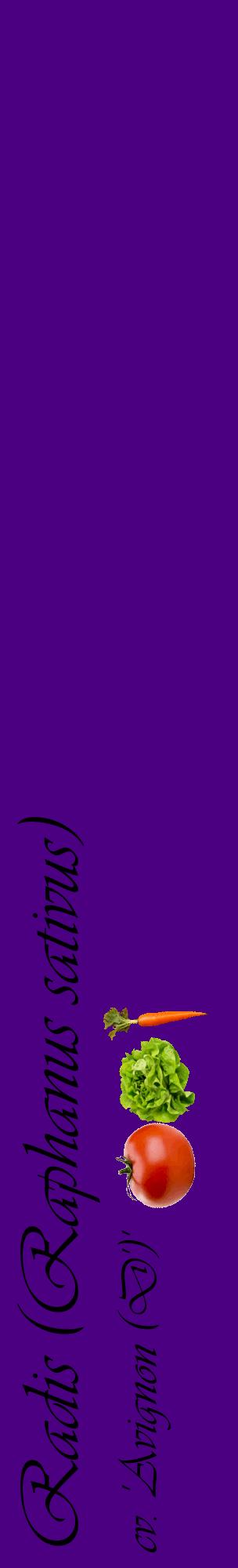 Étiquette de : Raphanus sativus cv. 'Avignon (D')' - format c - style noire47_basiqueviv avec comestibilité simplifiée