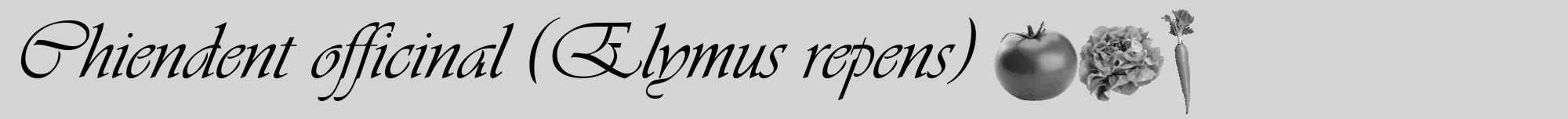 Étiquette de : Elymus repens - format a - style noire40viv avec comestibilité simplifiée