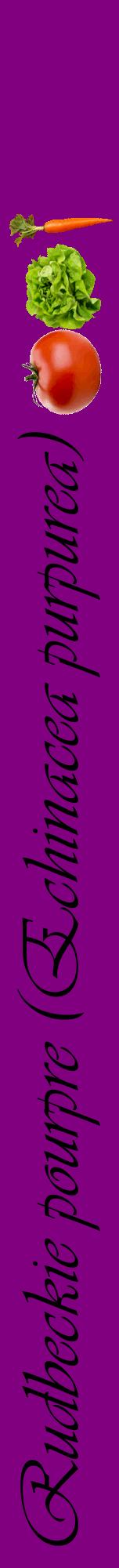 Étiquette de : Echinacea purpurea - format a - style noire46viv avec comestibilité simplifiée