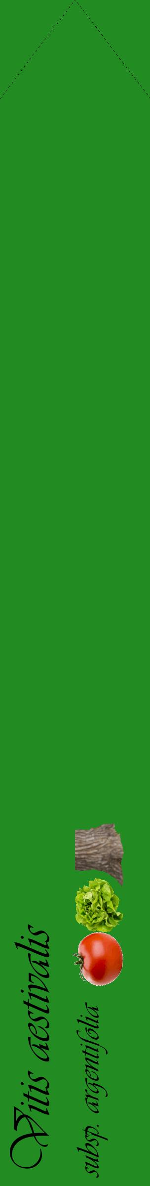 Étiquette de : Vitis aestivalis subsp. argentifolia - format c - style noire10_simpleviv avec comestibilité simplifiée