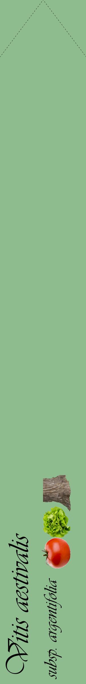 Étiquette de : Vitis aestivalis subsp. argentifolia - format c - style noire13_simpleviv avec comestibilité simplifiée