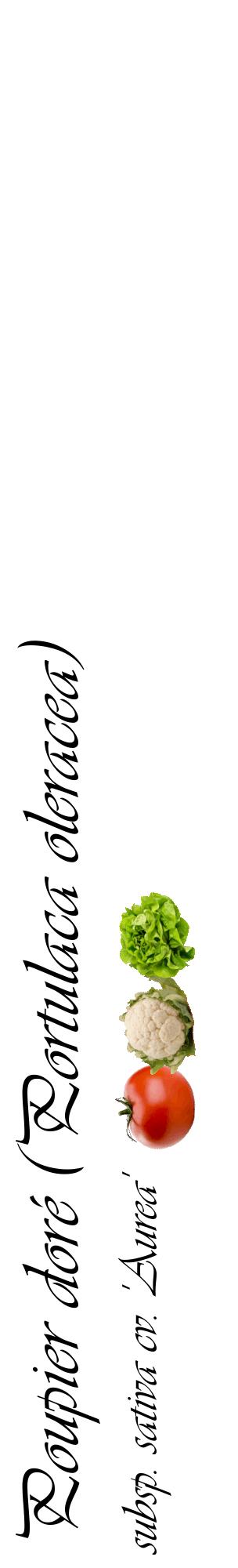 Étiquette de : Portulaca oleracea subsp. sativa cv. 'Aurea' - format c - style noire60_basiqueviv avec comestibilité simplifiée