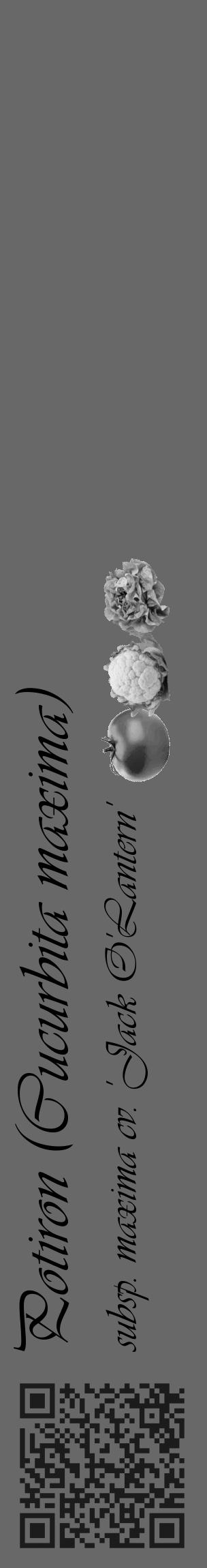 Étiquette de : Cucurbita maxima subsp. maxima cv. 'Jack O'Lantern' - format c - style noire43basique_basique_basiqueviv avec qrcode et comestibilité simplifiée - position verticale