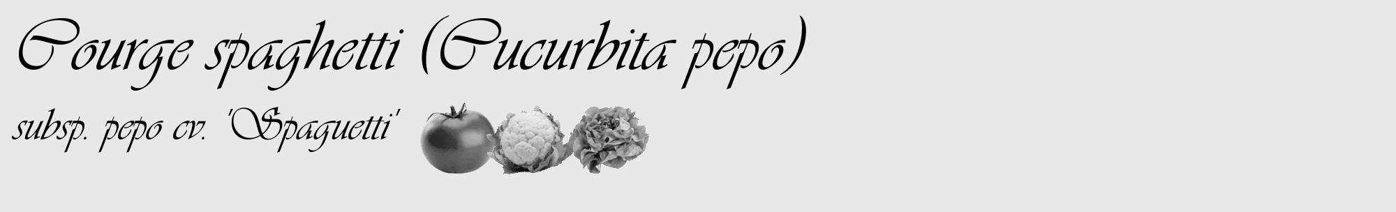 Étiquette de : Cucurbita pepo subsp. pepo cv. 'Spaguetti' - format c - style noire55_basique_basiqueviv avec comestibilité simplifiée