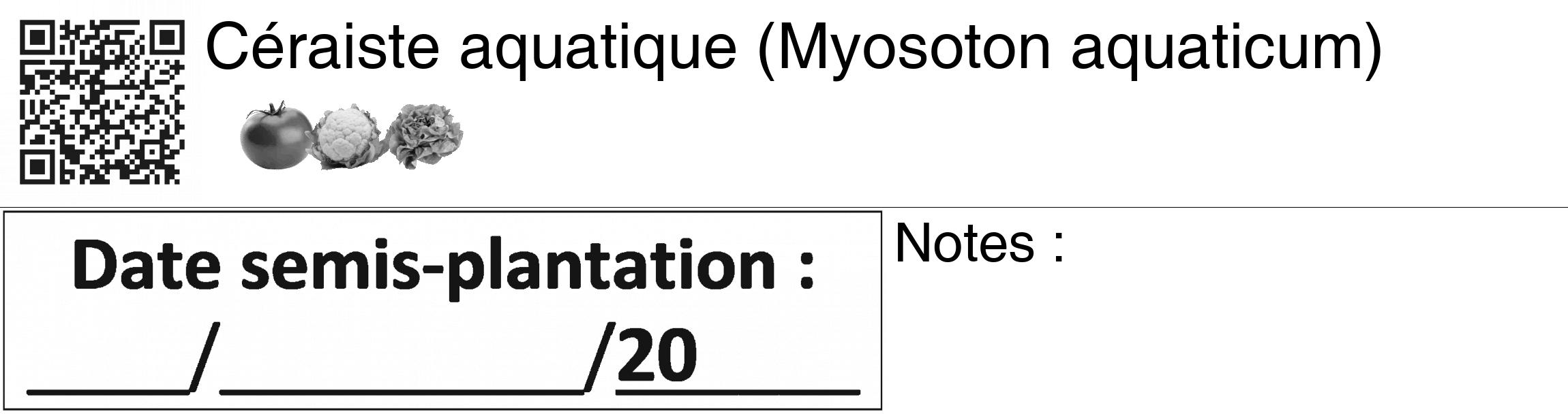Étiquette de : Myosoton aquaticum - format c - style noire60_basiquegrrvhel avec qrcode et comestibilité simplifiée