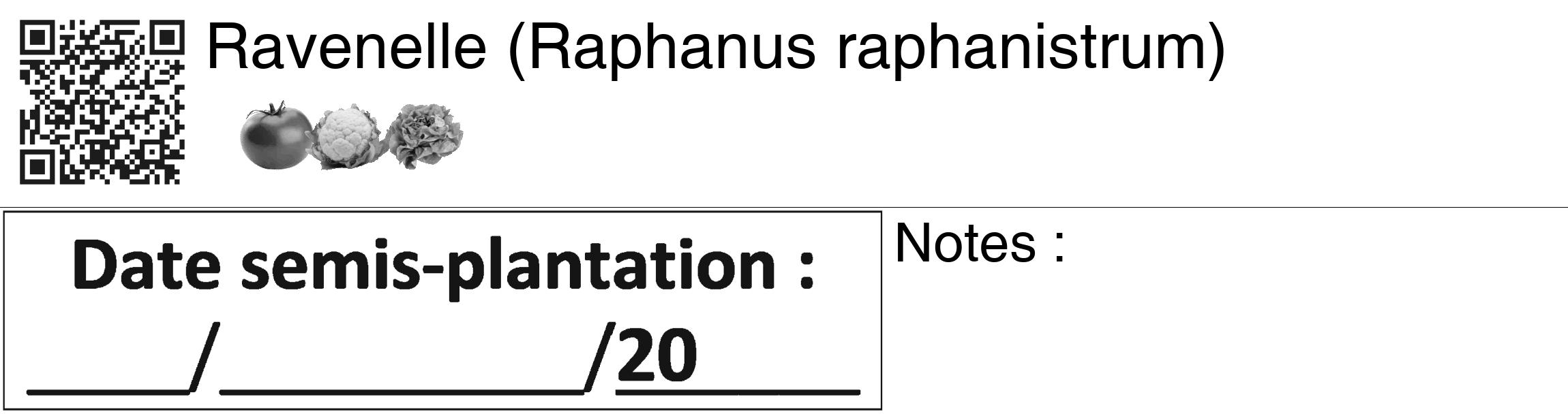Étiquette de : Raphanus raphanistrum - format c - style noire60_basiquegrrvhel avec qrcode et comestibilité simplifiée