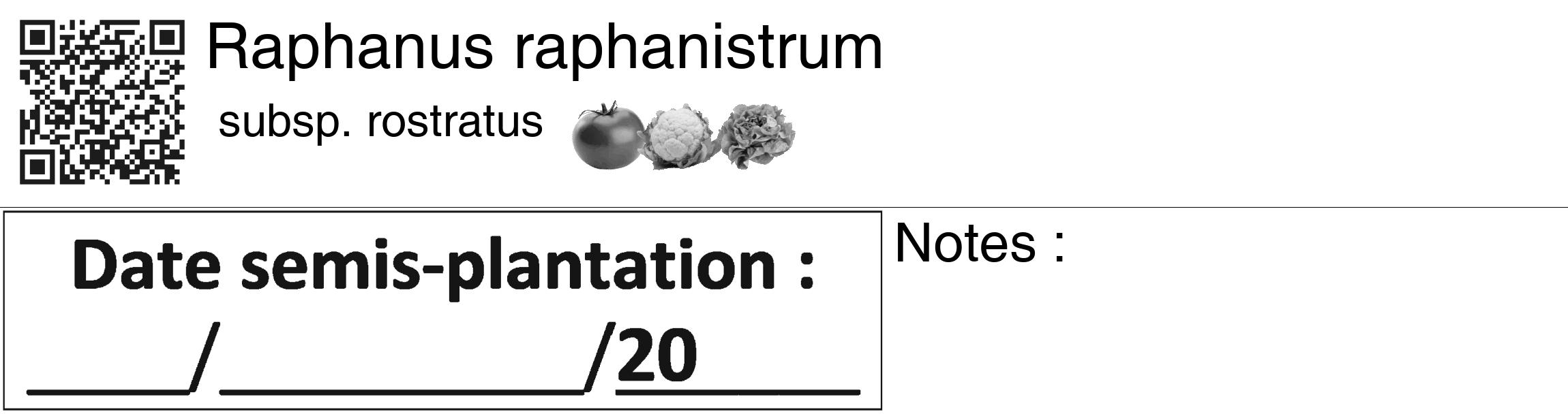 Étiquette de : Raphanus raphanistrum subsp. rostratus - format c - style noire60_basiquegrrvhel avec qrcode et comestibilité simplifiée