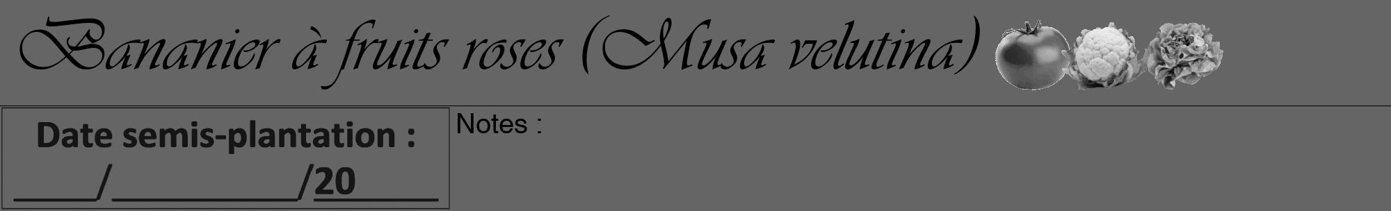 Étiquette de : Musa velutina - format a - style noire32viv avec comestibilité simplifiée