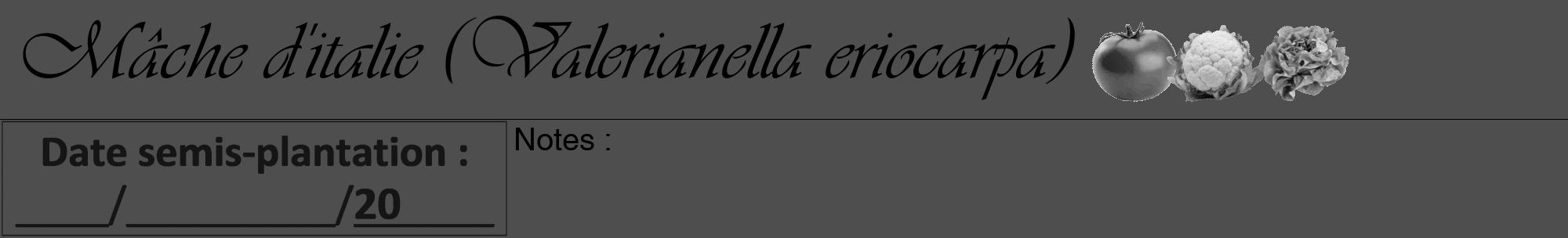Étiquette de : Valerianella eriocarpa - format a - style noire33basiqueviv avec comestibilité simplifiée