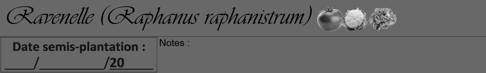Étiquette de : Raphanus raphanistrum - format a - style noire43viv avec comestibilité simplifiée