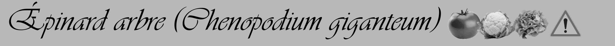 Étiquette de : Chenopodium giganteum - format a - style noire39viv avec comestibilité simplifiée