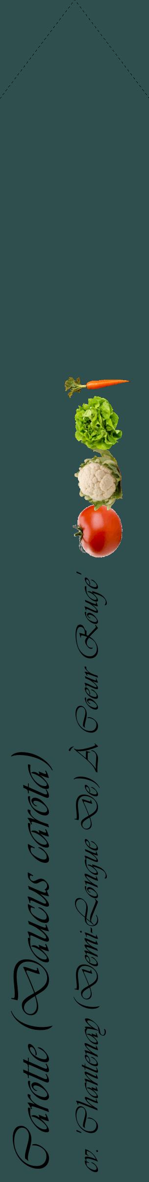 Étiquette de : Daucus carota cv. 'Chantenay (Demi-Longue De) À Coeur Rouge' - format c - style noire58_simpleviv avec comestibilité simplifiée