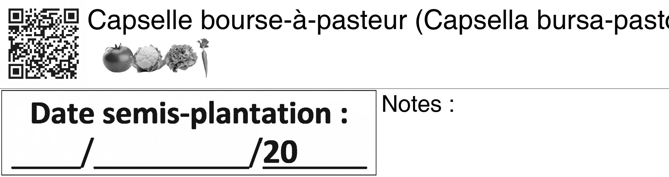 Étiquette de : Capsella bursa-pastoris - format c - style noire60_basiquegrrvhel avec qrcode et comestibilité simplifiée