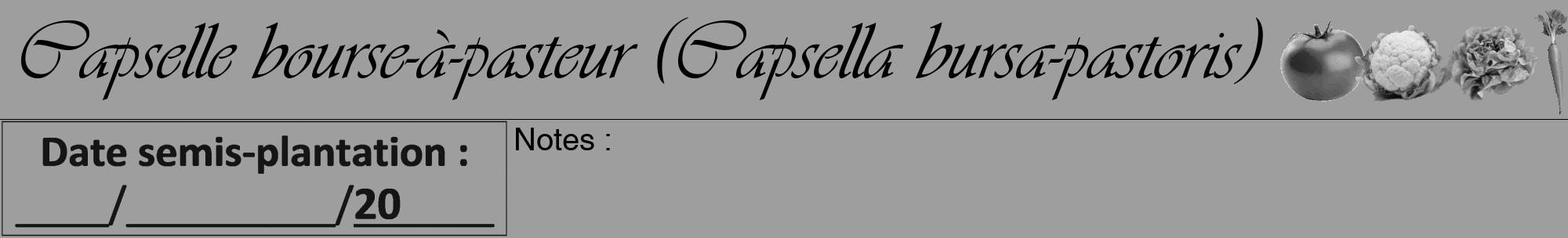 Étiquette de : Capsella bursa-pastoris - format a - style noire23basiqueviv avec comestibilité simplifiée