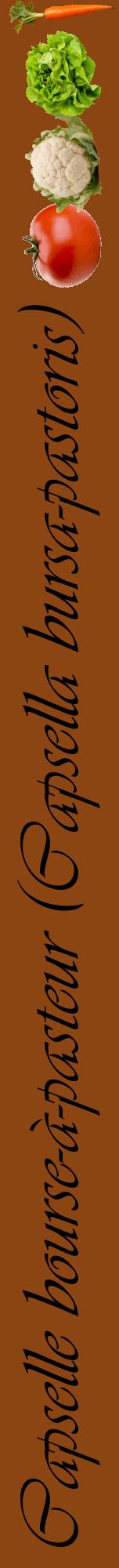 Étiquette de : Capsella bursa-pastoris - format a - style noire30viv avec comestibilité simplifiée
