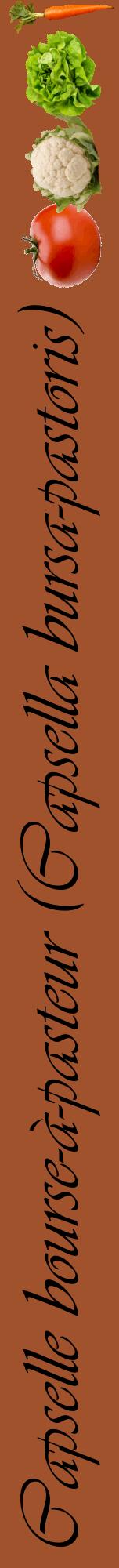 Étiquette de : Capsella bursa-pastoris - format a - style noire32viv avec comestibilité simplifiée