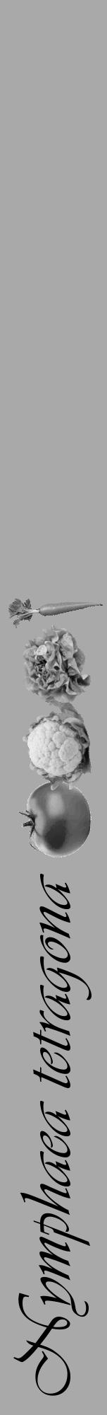 Étiquette de : Nymphaea tetragona - format a - style noire13viv avec comestibilité simplifiée - position verticale