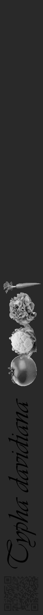 Étiquette de : Typha davidiana - format a - style noire34simpleviv avec qrcode et comestibilité simplifiée - position verticale