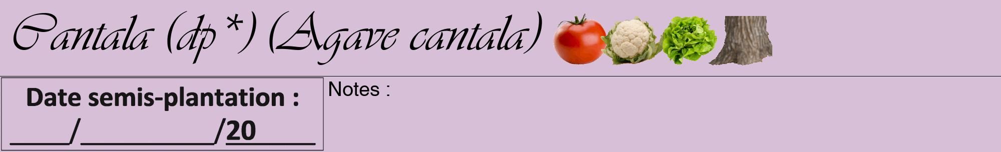 Étiquette de : Agave cantala - format a - style noire54viv avec comestibilité simplifiée