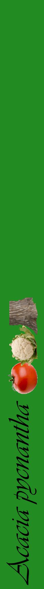 Étiquette de : Acacia pycnantha - format a - style noire10viv avec comestibilité simplifiée