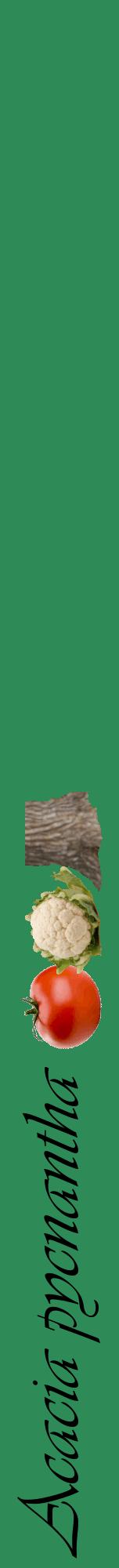 Étiquette de : Acacia pycnantha - format a - style noire11viv avec comestibilité simplifiée