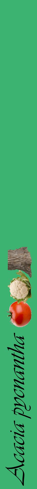 Étiquette de : Acacia pycnantha - format a - style noire12viv avec comestibilité simplifiée
