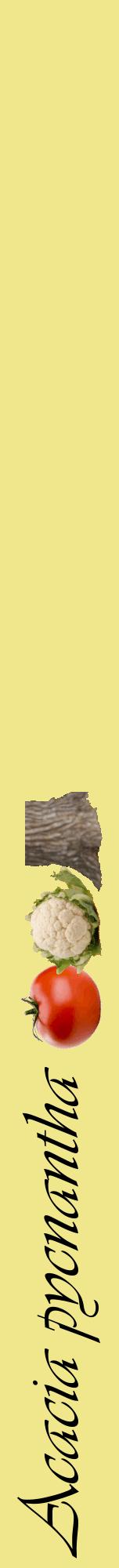 Étiquette de : Acacia pycnantha - format a - style noire20viv avec comestibilité simplifiée