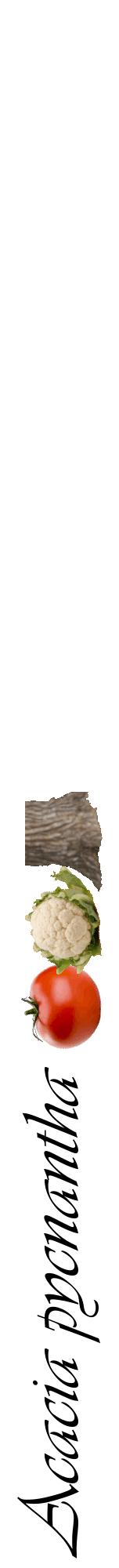 Étiquette de : Acacia pycnantha - format a - style noire60viv avec comestibilité simplifiée
