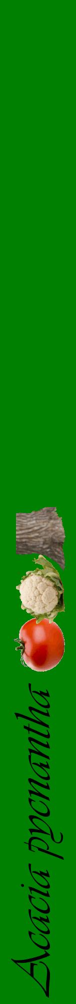 Étiquette de : Acacia pycnantha - format a - style noire9viv avec comestibilité simplifiée